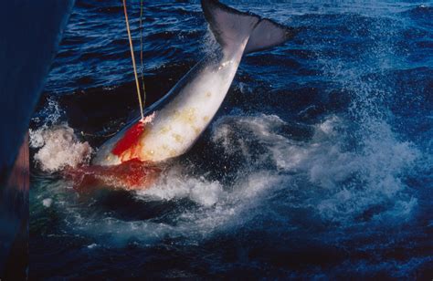 whales killed in antarctica